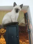 GATINHOS
