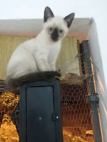 Gato ra a  idade 2 a 6 meses nome GATINHOS