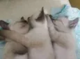 GATINHOS