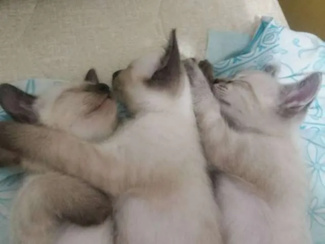 Gato ra a  idade 2 a 6 meses nome GATINHOS