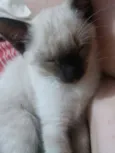 GATINHOS