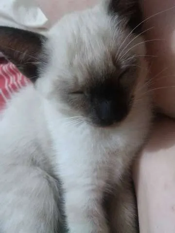 Gato ra a  idade 2 a 6 meses nome GATINHOS