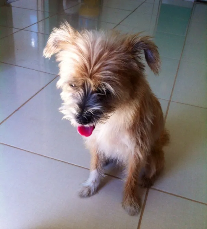 Cachorro ra a RND idade 1 ano nome Zé