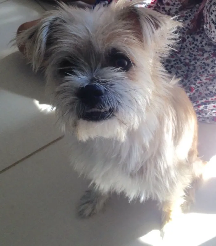 Cachorro ra a RND idade 1 ano nome Zé