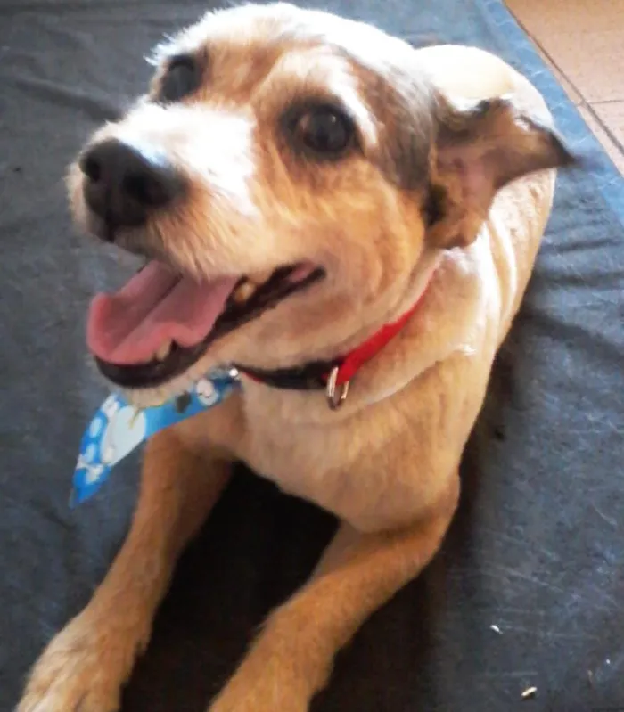Cachorro ra a SRD idade 5 anos nome Fred