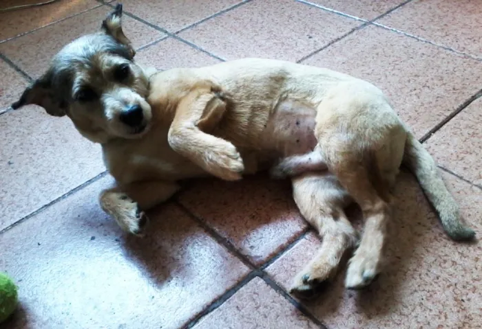 Cachorro ra a SRD idade 5 anos nome Fred