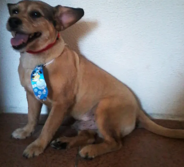 Cachorro ra a SRD idade 5 anos nome Fred