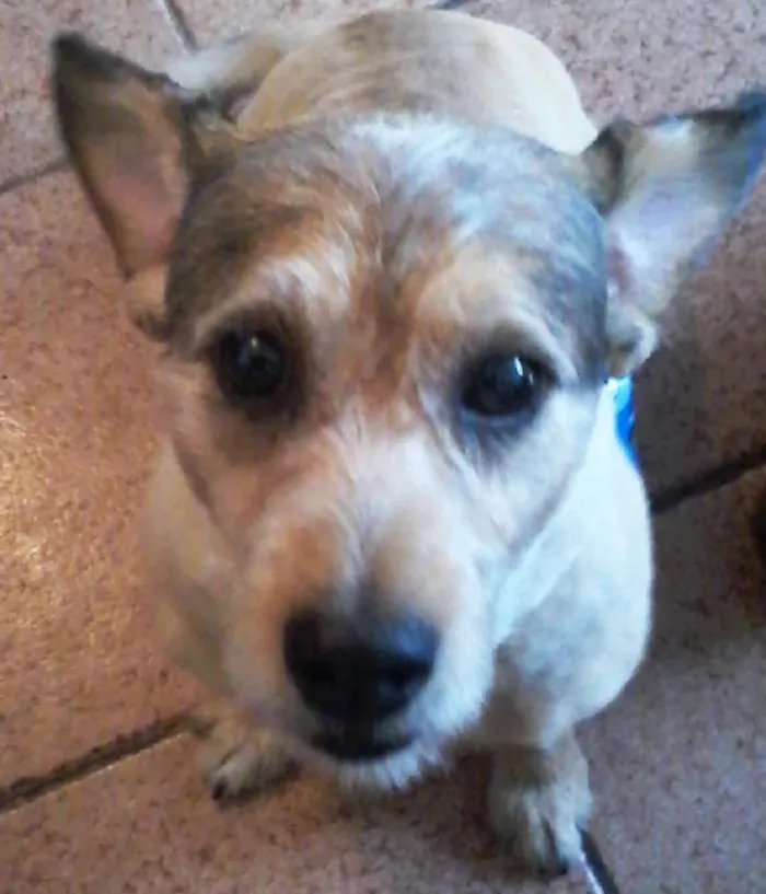 Cachorro ra a SRD idade 5 anos nome Fred