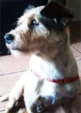 Fred