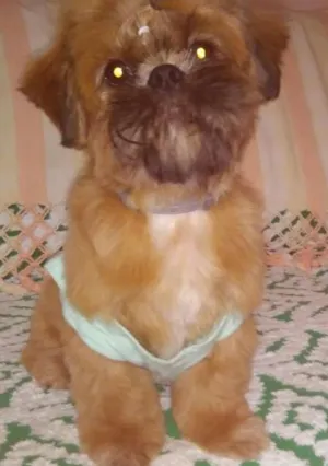 Cachorro raça shitzu idade 7 a 11 meses nome dunga