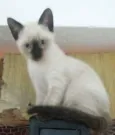 GATINHOS