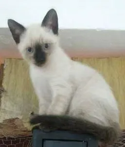 Gato ra a  idade 2 a 6 meses nome GATINHOS