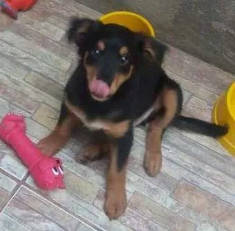 Cachorro ra a Srd idade 2 a 6 meses nome Doug