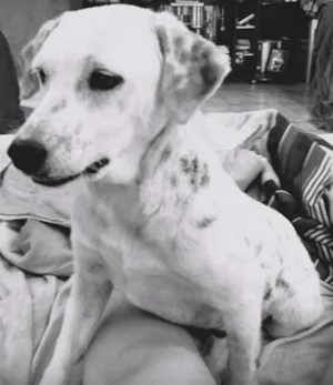 Cachorro raça Srd idade 2 anos nome Amora