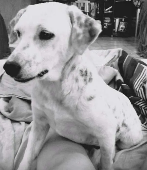 Cachorro ra a Srd idade 2 anos nome Amora