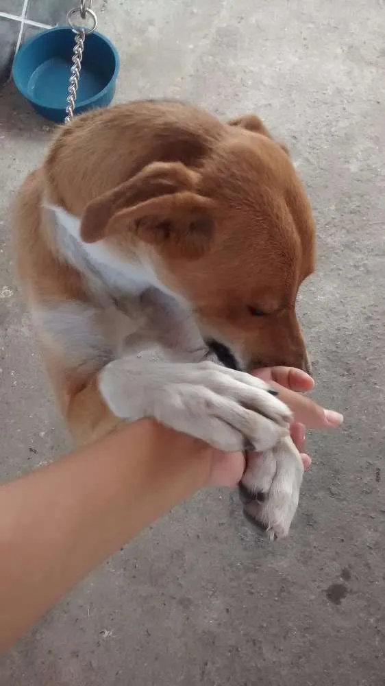 Cachorro raça Vira lata idade 1 ano nome Lara