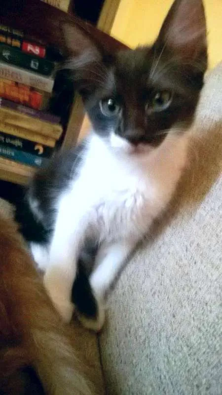 Gato ra a SRD idade 2 a 6 meses nome Maricota