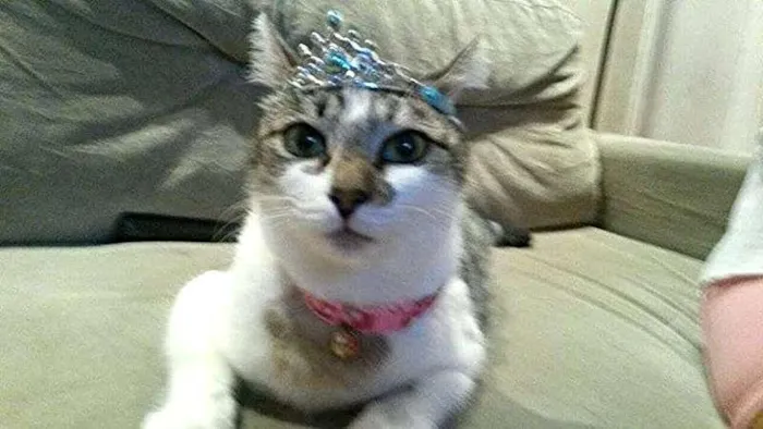 Gato ra a SRD idade 1 ano nome Vanilda
