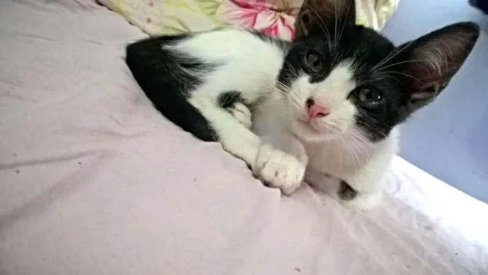 Gato ra a SRD idade 2 a 6 meses nome Rafaelinha