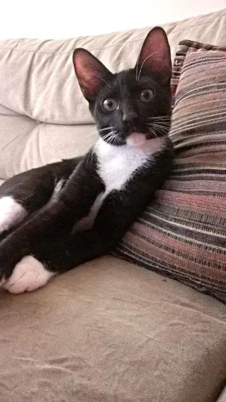 Gato ra a SR idade 2 a 6 meses nome Romeu