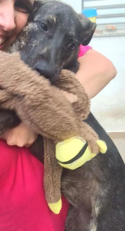 Cachorro raça SRD idade 2 a 6 meses nome MAUI