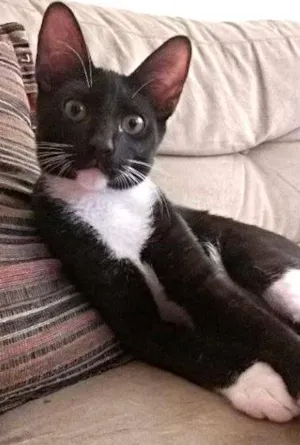 Gato raça SR idade 2 a 6 meses nome Romeu