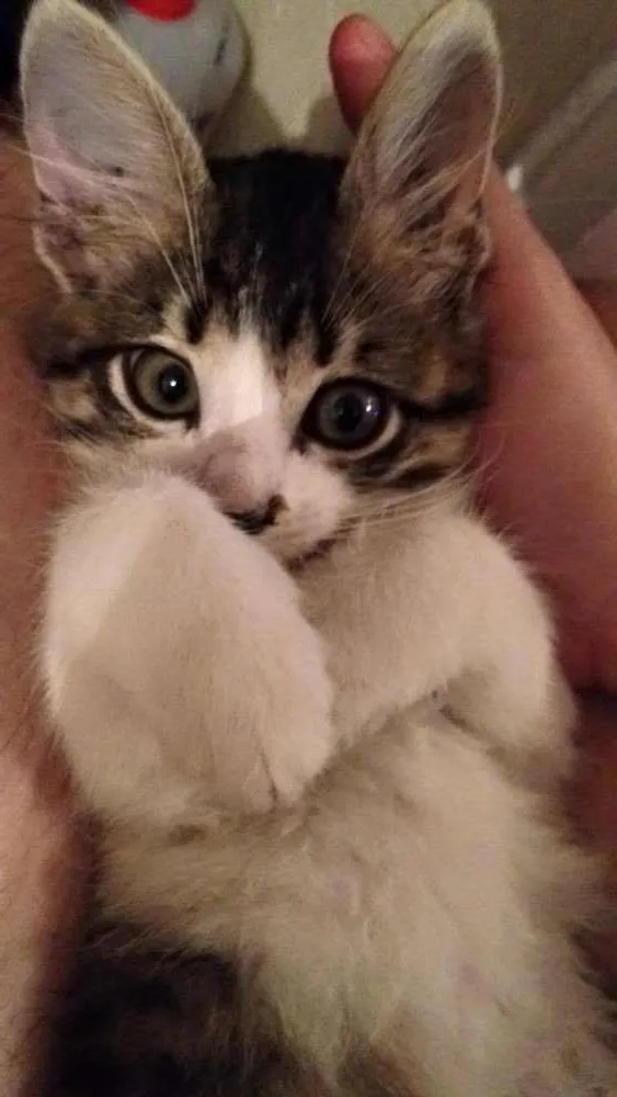 Gato ra a  idade 2 a 6 meses nome filhotes