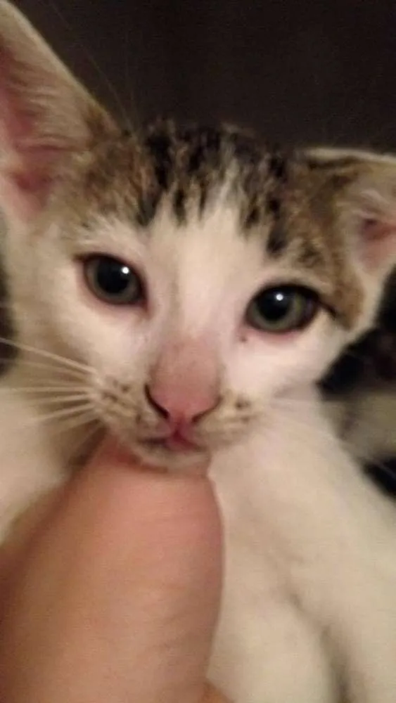 Gato ra a  idade 2 a 6 meses nome filhotes