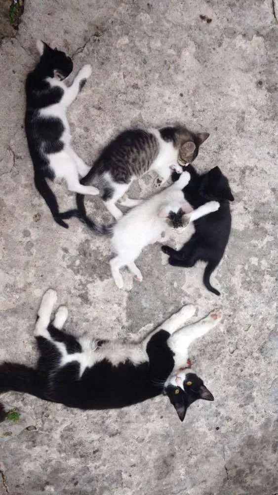 Gato ra a  idade 2 a 6 meses nome filhotes