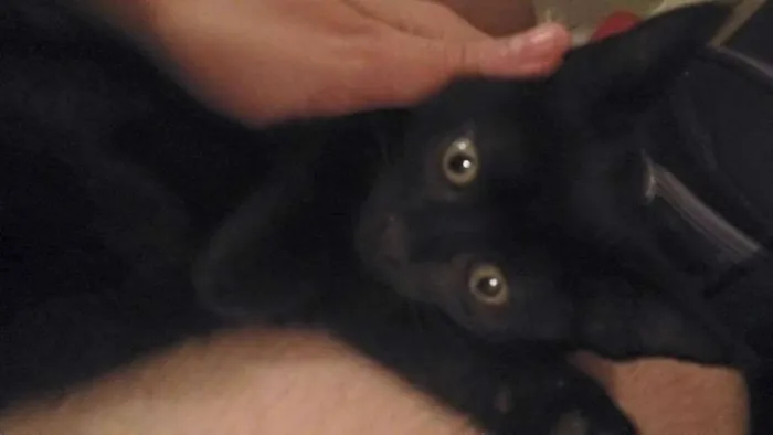 Gato ra a  idade 2 a 6 meses nome filhotes