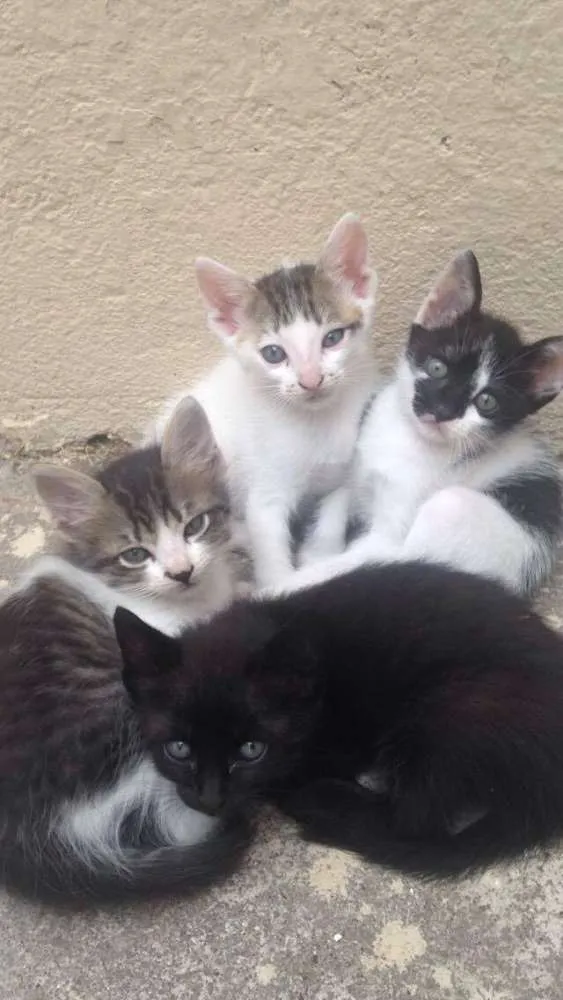 Gato ra a  idade 2 a 6 meses nome filhotes