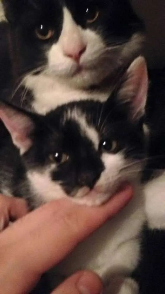 Gato ra a  idade 2 a 6 meses nome filhotes