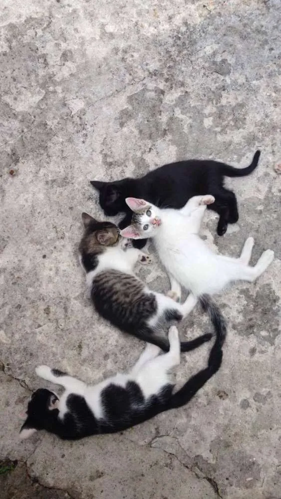 Gato ra a  idade 2 a 6 meses nome filhotes
