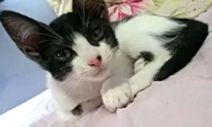 Gato raça SRD idade 2 a 6 meses nome Rafaelinha