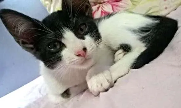 Gato ra a SRD idade 2 a 6 meses nome Rafaelinha