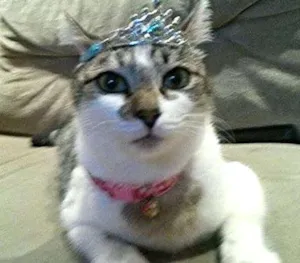 Gato raça SRD idade 1 ano nome Vanilda