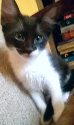 Gato raça SRD idade 2 a 6 meses nome Maricota