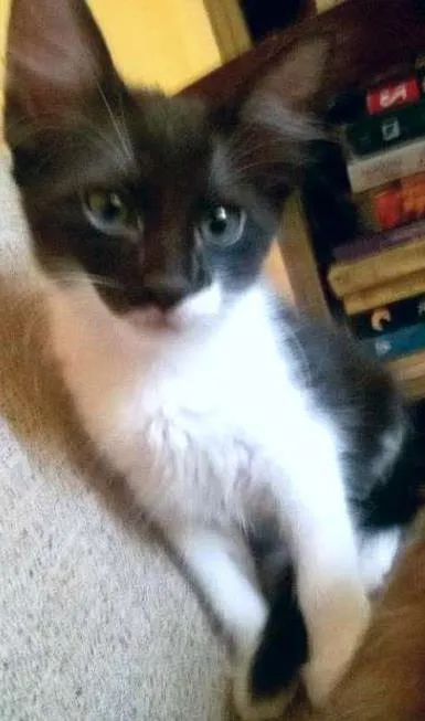Gato ra a SRD idade 2 a 6 meses nome Maricota