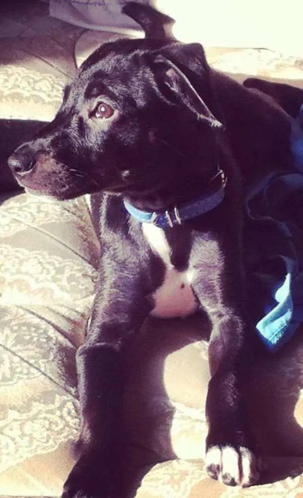 Cachorro ra a SRD idade 7 a 11 meses nome Thor