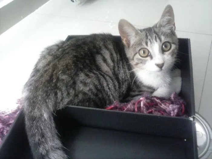 Gato ra a SRD idade 2 a 6 meses nome Kit