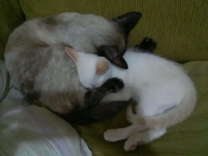 Gato ra a Siamês idade 1 ano nome flora, marir, cruel