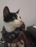 KAT