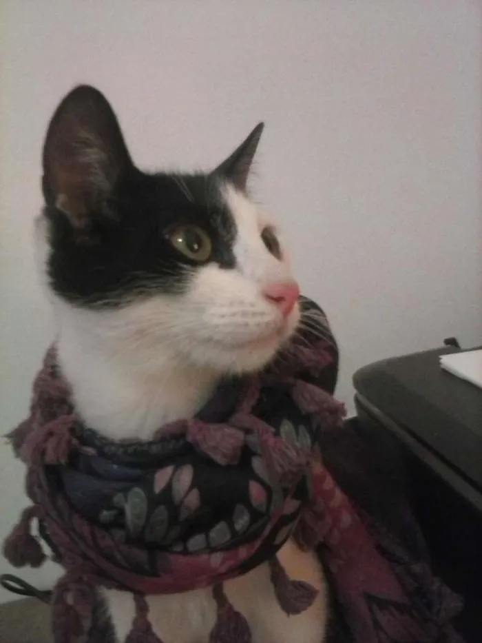 Gato ra a SRD idade 2 a 6 meses nome KAT