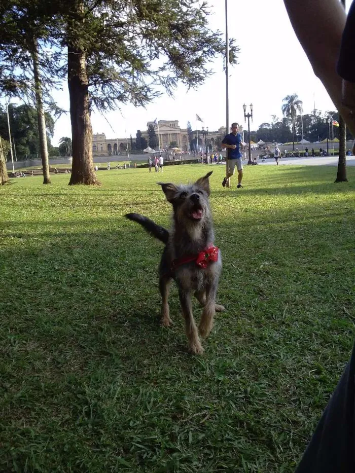 Gato ra a Siamês idade 1 ano nome flora, marir, cruel