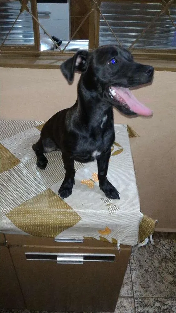 Cachorro ra a Vira lata idade 2 a 6 meses nome Fred