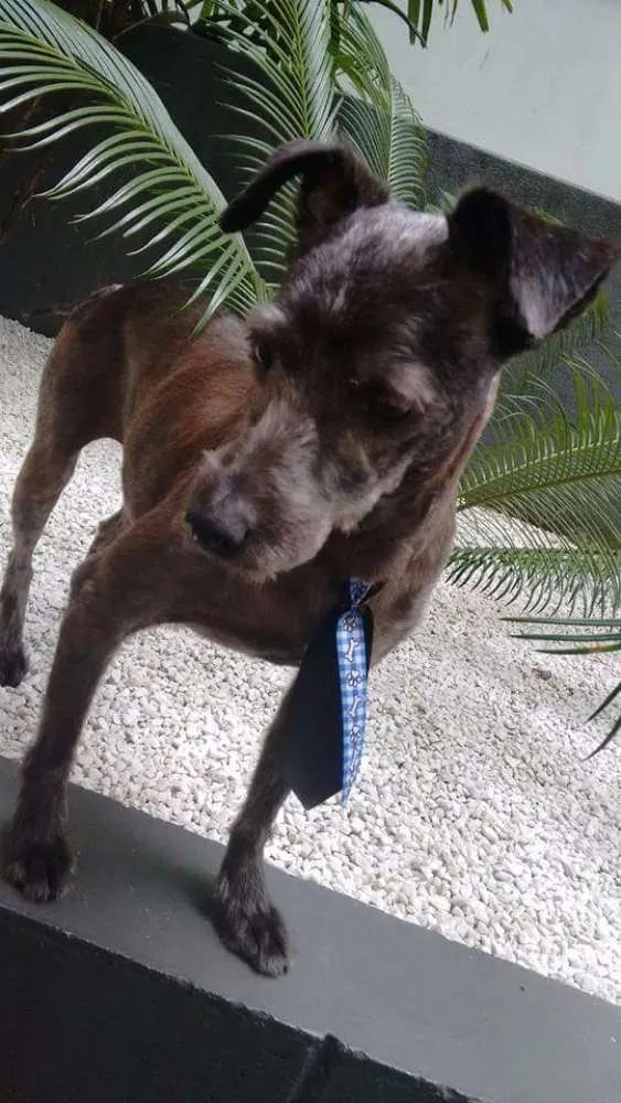 Cachorro ra a SRD idade 1 ano nome Tairone
