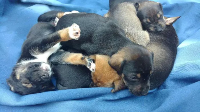 Cachorro ra a Vira lata idade Abaixo de 2 meses nome Ainda não tem nome