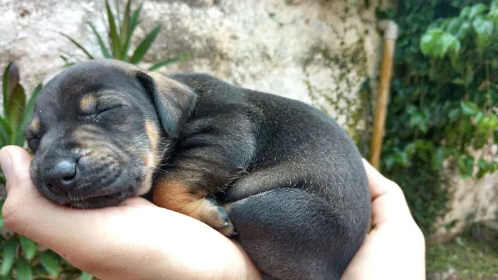 Cachorro ra a Vira lata idade Abaixo de 2 meses nome Ainda não tem nome