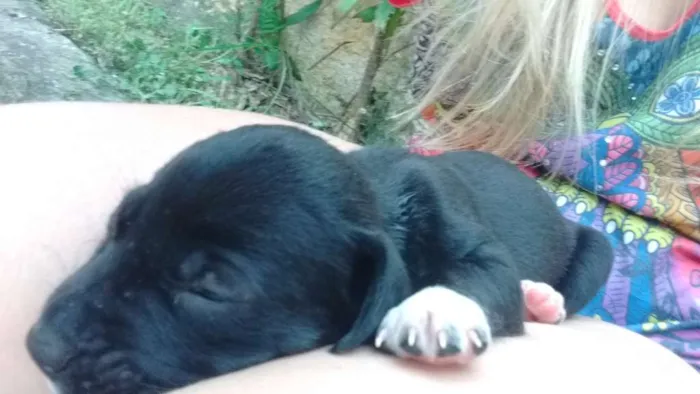 Cachorro ra a Vira lata idade Abaixo de 2 meses nome Ainda não tem nome