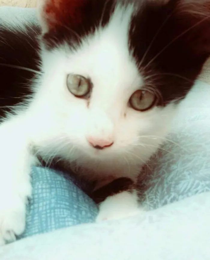 Gato raça SRD idade 2 a 6 meses nome Caetano